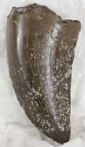 Serrated Tyrannosaur Tooth - Hell Creek Formation #33824